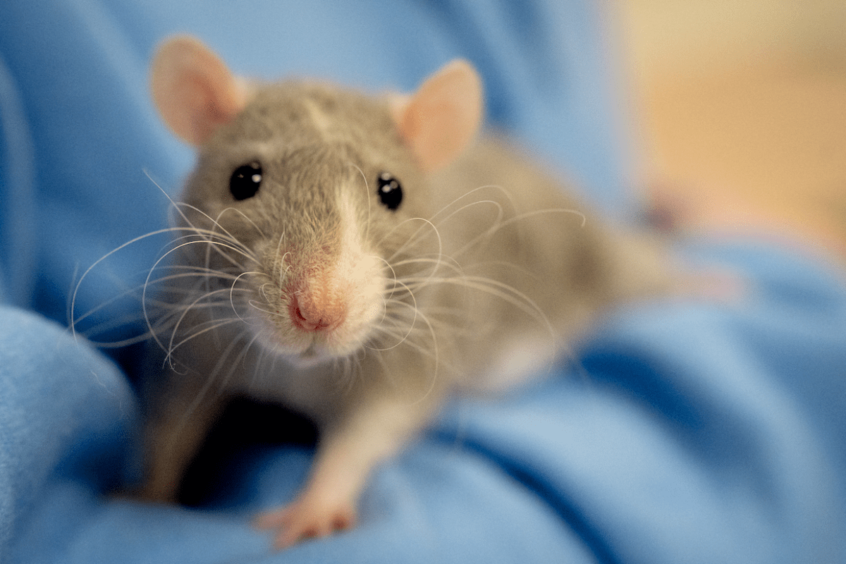 My friend, sniffles: lessons from a pet rat